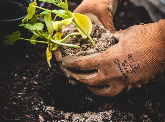 Ogrody i rośliny indoor: chaos gardening, samowystarczalność, ogrody społeczne
